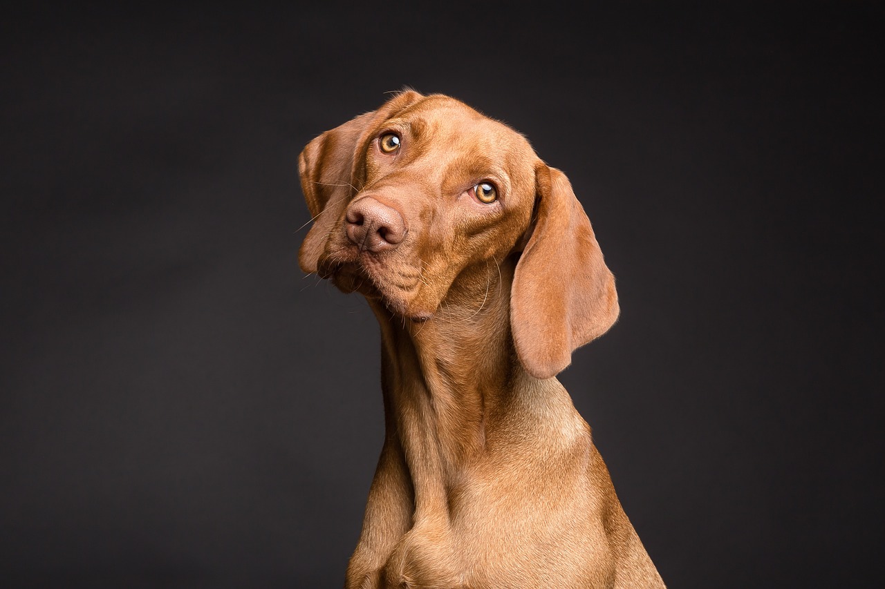 Hond Hero Huisdierpolis
