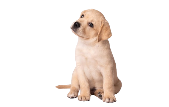 Labrador_puppy-removebg-preview