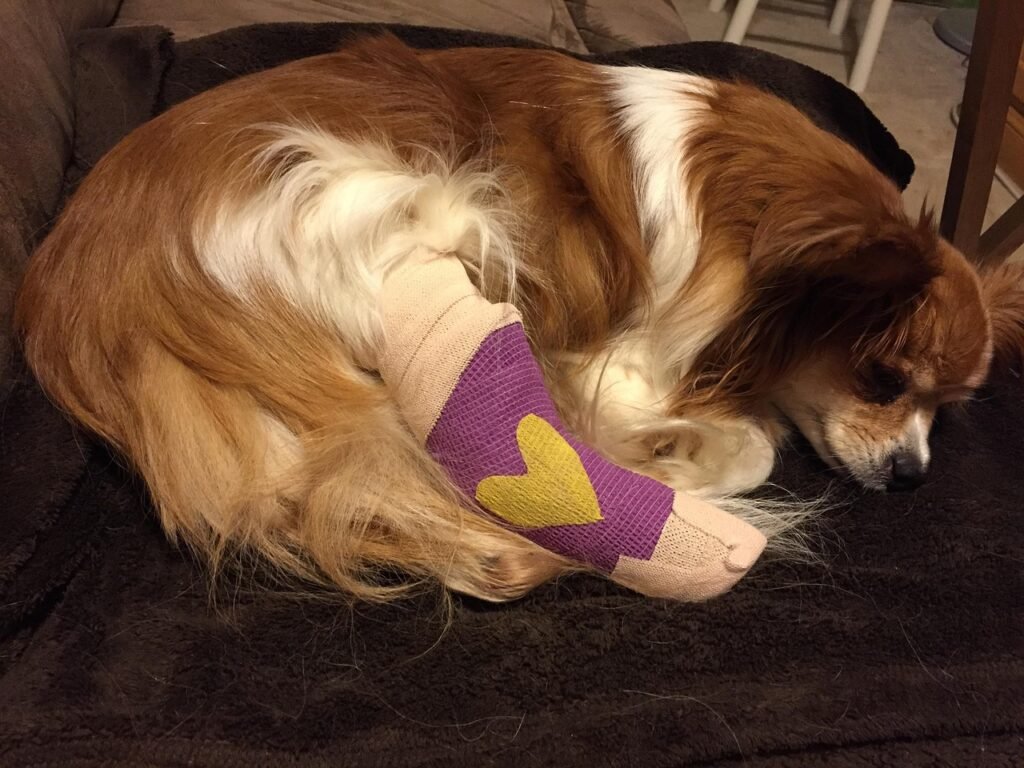 hond-met-gebroken-poot