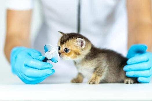 kat-bij-de-dierenarts-kattenverzekering